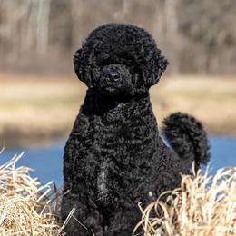 Betty - Portuguese Water Dog