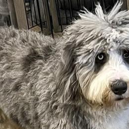 Bernedoodles from Safe Havynn Doodles