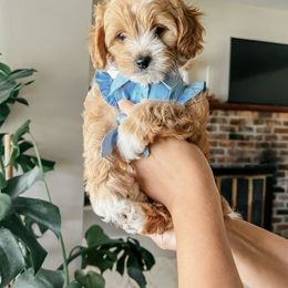 Bichon Frise and Cockapoo Puppies from The Perks of Pups