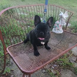 Boy 1 - Brindle French Bulldog puppy in Cape Coral, Florida from Arralaine Pups