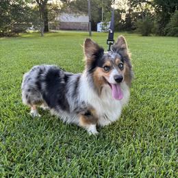 Guapo - American Corgi