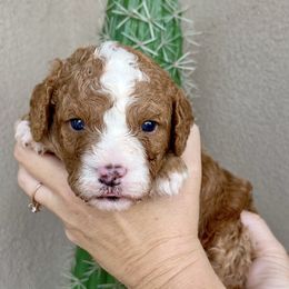 Patagonia - Red male Bernedoodle puppy in Superior, Arizona from Mountain Bridge Doodles
