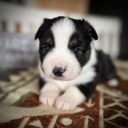 Jim - Black tri male Miniature Australian Shepherd puppy in Bethany, Illinois from Rachel at Marrowbone Creek Aussies