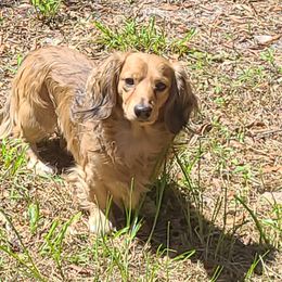 Klaus - Dachshund