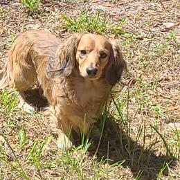 Klaus - Dachshund