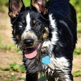 Border Collies from Michelle Prescott-Guderian