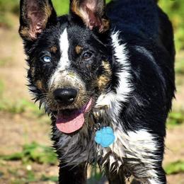 Border Collies from Michelle Prescott-Guderian
