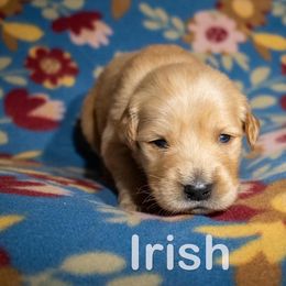 Golden Retriever Puppies from Happy Tails