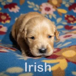 Golden Retriever Puppies from Happy Tails