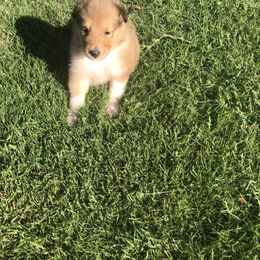 Princess Anne - Sable female Collie puppy in Abilene, Texas from Regal Lassie's