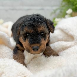 Tan Collar - Black and tan male Welsh Terrier puppy in Marshallville, Ohio from Anne's Pups