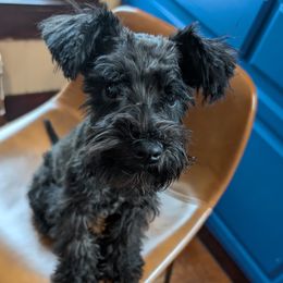 Miniature Schnauzer puppies from Black Star Farm