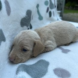 Girl 1 - Cream female Dachshund puppy in Grand Valley, Pennsylvania from Hounds on the Hill