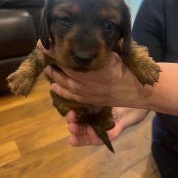 Dachshund Puppies from Chrissys