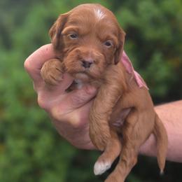 (Pink Collar) Chrysanthemum - Red  female Goldendoodle puppy in Granite Falls Nc, North Carolina from Carolina Goldendoodles