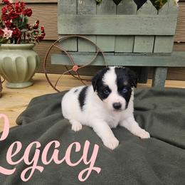 Legacy - female Sporty Mix puppy in Algona, Iowa from Ebonheart Kennel