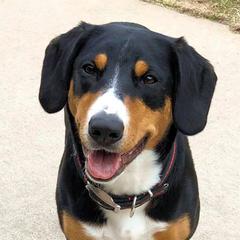 Risa - Entlebucher Mountain Dog