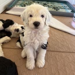 Sloan - Black and white male Sheepadoodle puppy in Provo, Utah from Doodlefolk