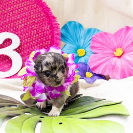 Hula - Blue merle female Australian Shepherd puppy in Eubank, Kentucky from Ashlee's Aussies