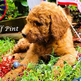 Half Pint - Red  female Goldendoodle puppy in Greer, South Carolina from South Paw Doodles