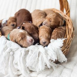 Goldendoodle puppies from Glittering Grace Goldendoodles