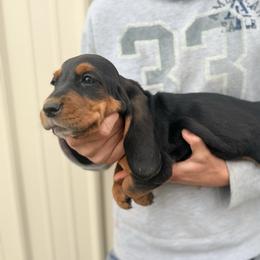 Girl 3 - Black white and brown female Basset Hound puppy in Hudson, Michigan from Bachman’s Kennel
