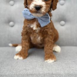 Waylon - Red  male Goldendoodle puppy in Queen Creek, Arizona from Goldendoodle AZ
