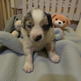 Joey - Blue merle male Miniature Australian Shepherd puppy in Placerville, California from JRW COLDSPRINGS MINI AUSSIE’S