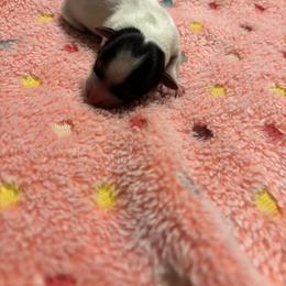 Annie - Parti female Yorkshire Terrier puppy in Brandenburg, Kentucky from Lil Amazing Paws Yorkshire Terriers