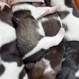 Miniature Schnauzer Puppies from Fancy Farms + Pups