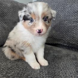 Steel (Purple) - Blue merle male Australian Shepherd puppy in Vona, Colorado from Dyna Aussies