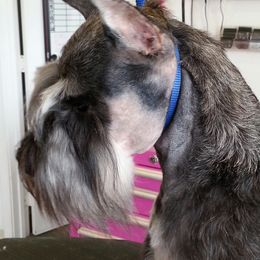 Miniature Schnauzer Puppies from Starbound Miniture Schnauzer's