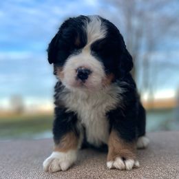 Denzel - Bernese Mountain Dog puppy in New Haven, Indiana from Milan Berners