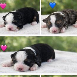Toy Australian Shepherd puppies from Itty Bitty Aussies
