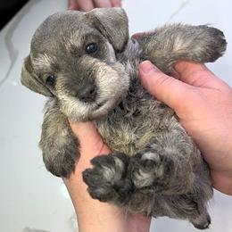 Rose - Salt and pepper female Miniature Schnauzer puppy in Coarsegold, California from Halo Schnauzer