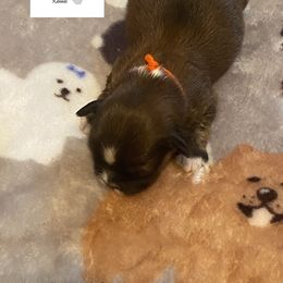 Collie, Lhasa Apso, and Rhodesian Ridgeback Puppies from Koenigplatz Kennel