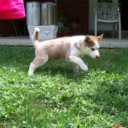 Siberian Husky Puppies from T and T Kennels
