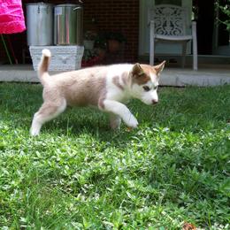 Siberian Husky Puppies from T and T Kennels