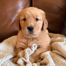Parsley (Pink Collar) - Golden female Golden Retriever puppy in Jefferson, Iowa from New Beginnings Acres