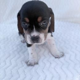Pocket Beagle Girl 1 - Blue tan and white female Beagle puppy in Gentry, Arkansas from HC Puppy Ranch
