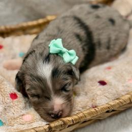Teal - Blue merle female Miniature Australian Shepherd puppy in 32046, Florida from River Hill Ranch