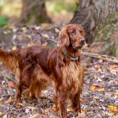 AdaMae - Irish Setter