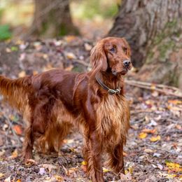 AdaMae - Irish Setter