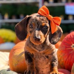 Dachshunds from Dixieland Dachshunds of Tennessee