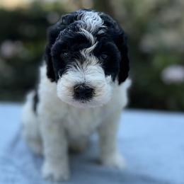 Caspian - Black and white male Bernedoodle puppy in Russellville, Arkansas from Crossgate Doodles