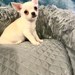Chihuahua puppies from Bandit’s