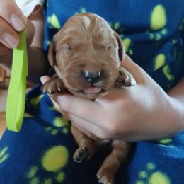 Lime Green - Dark golden male Golden Retriever puppy in Lanesboro, Minnesota from Eagle Ridge Golden Retrievers