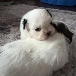 Boy 3 - male Shih Tzu puppy in Jefferson, Ohio from May May’s Shih Tzu’s