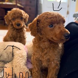 Julian - Red  male Poodle puppy in Colerain, North Carolina from Lisa's Poodles