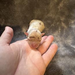 Bitsy - Merle female Chihuahua puppy in Breese, Illinois from Casey's Chihuahuas